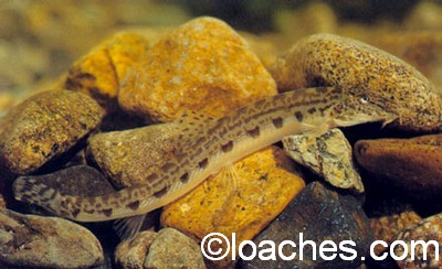 (Cobitis Linnaeus, 1758) Род Кобитисы, Кобиты, Щиповки, Шиповки, Genus